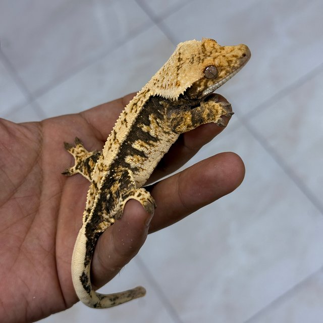 100% Het Axanthic Normal