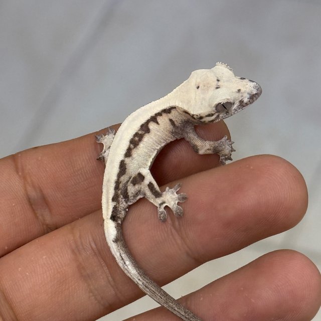 100% Het Axanthic Super Sable LW