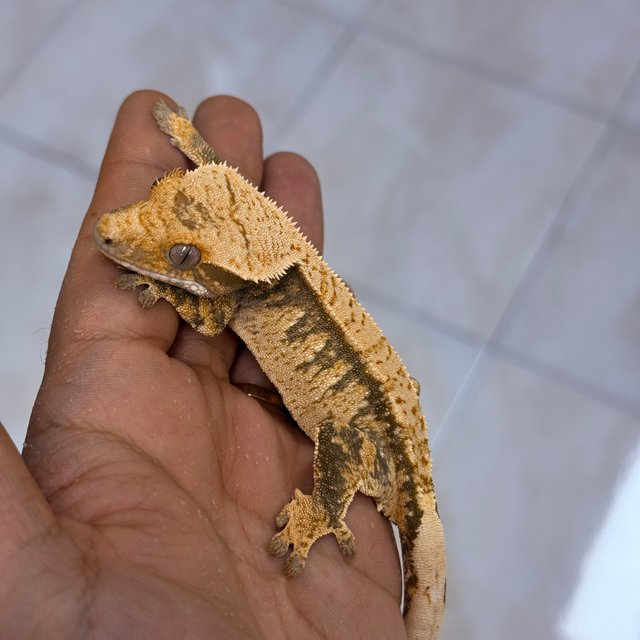 100% Het Axanthic Normal