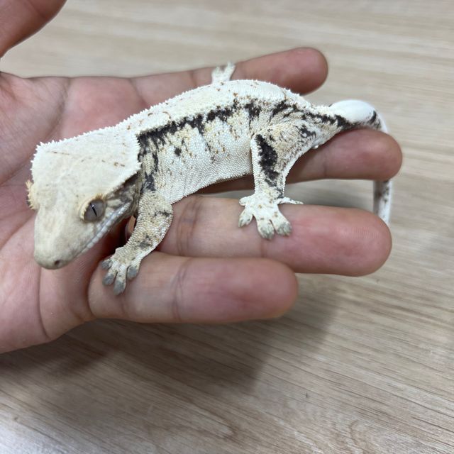 노멀