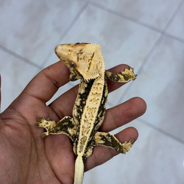 Normal 100% Het Axanthic