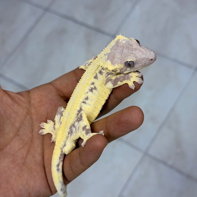 LW Sable 100% Het Axanthic