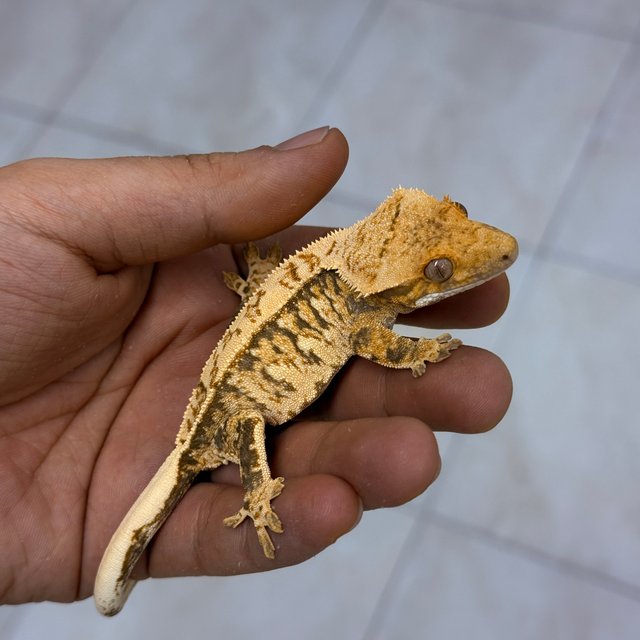 Normal 100% Het Axanthic