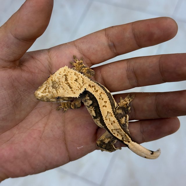 Normal 100% Het Axanthic