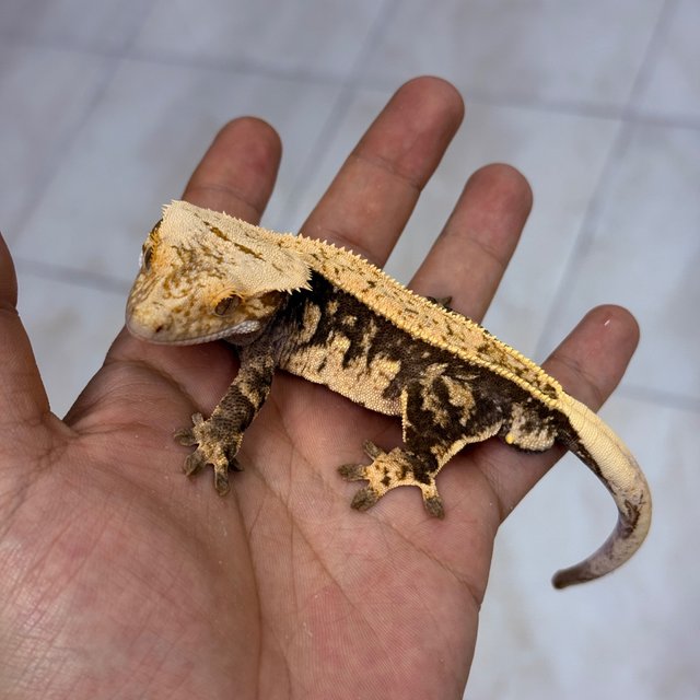 Normal 100% Het Axanthic