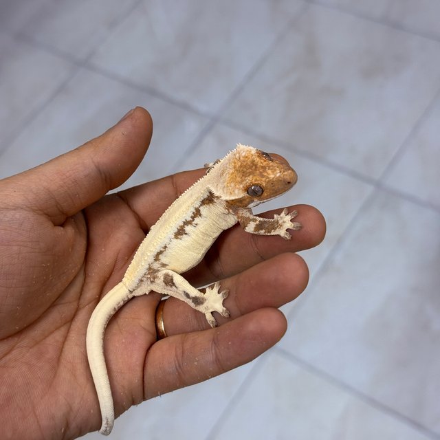 100% Het Axanthic LW Sable