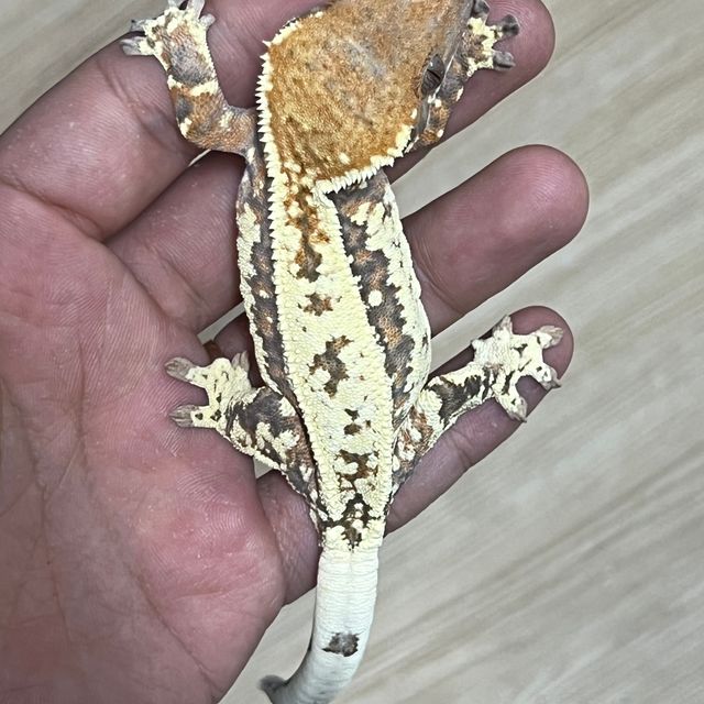 카푸치노