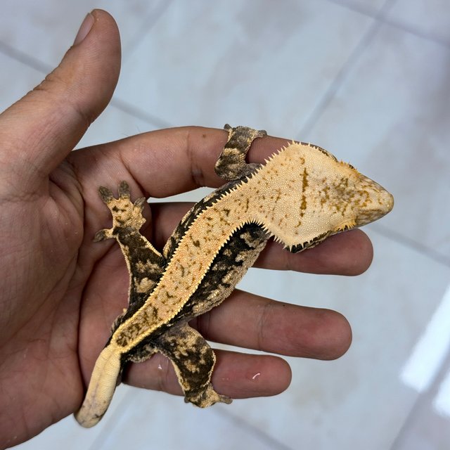 Normal 100% Het Axanthic