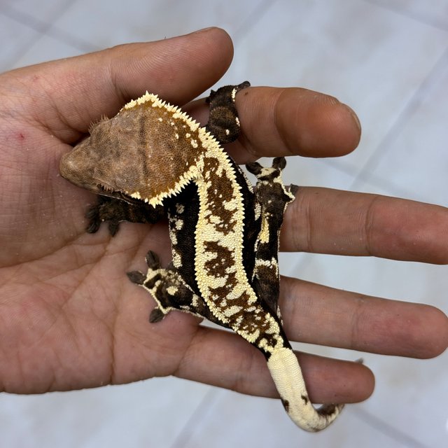 Cappuccino 100% Het Axanthic