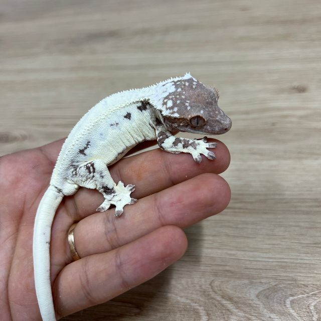 프라푸치노