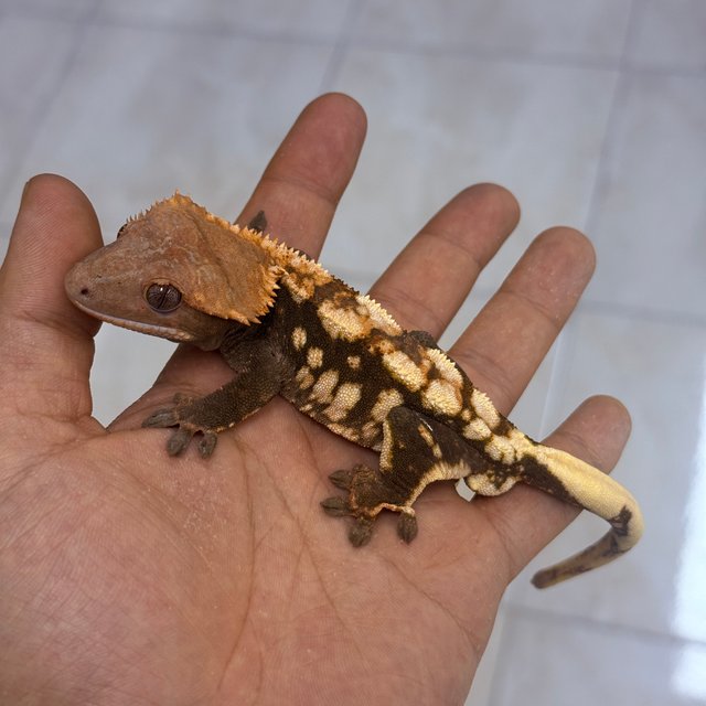 Chocho