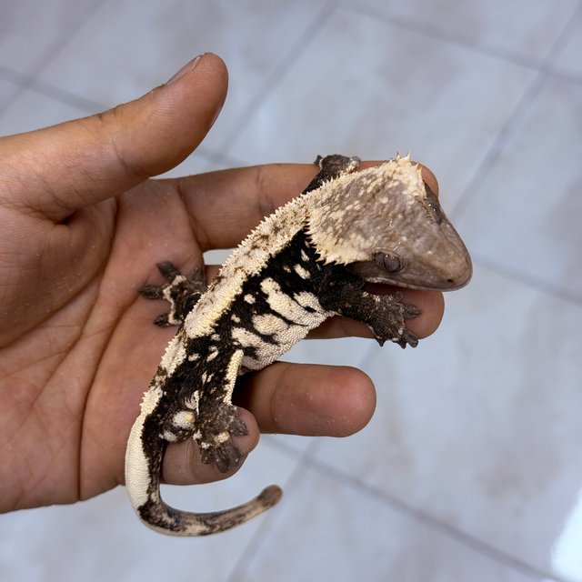 Chocho