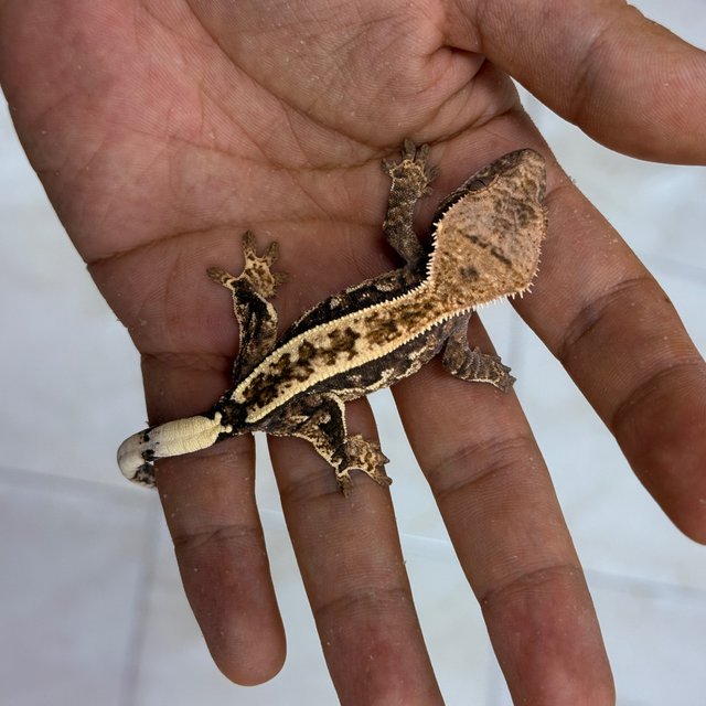 Cappuccino 100% Het Axanthic