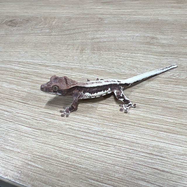 프라푸치노