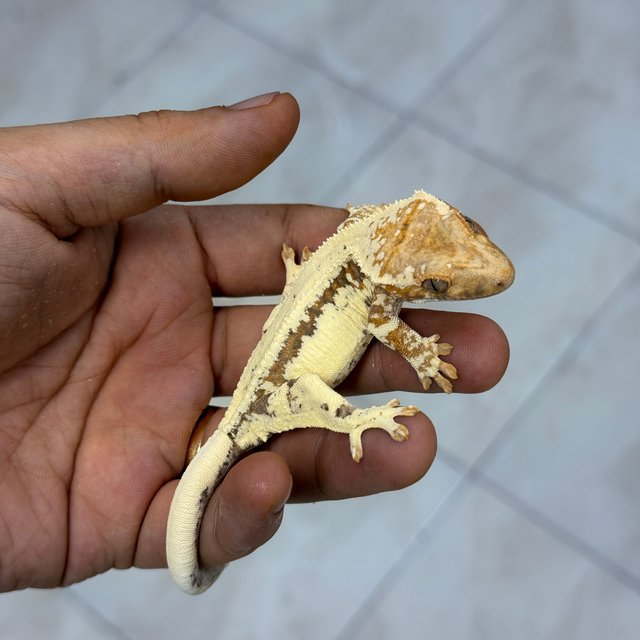100% Het Axanthic Frappuccino