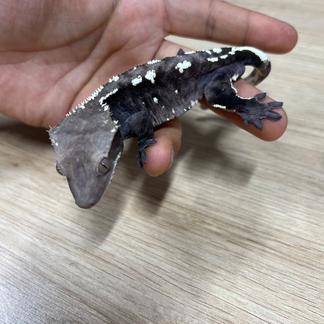 아잔틱