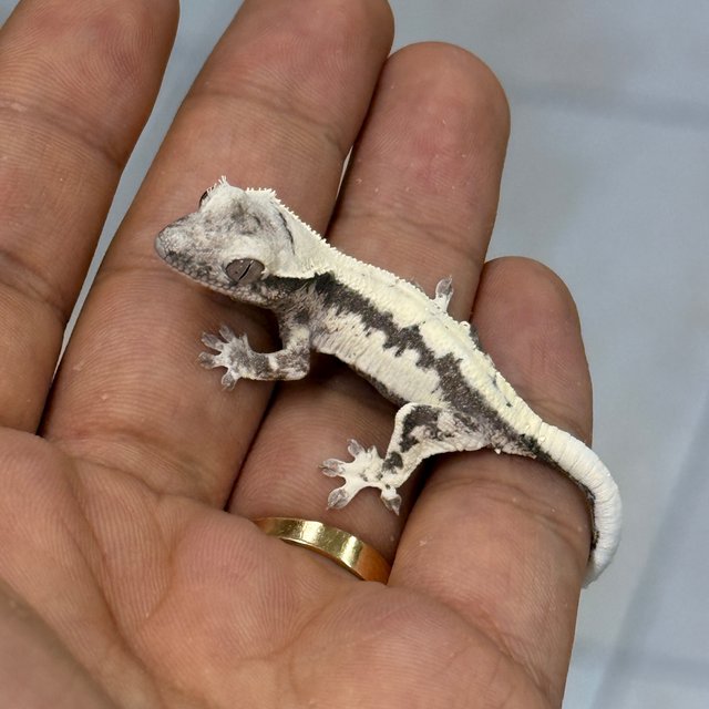 Axanthic LW Sable