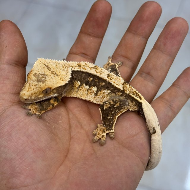 Normal 100% Het Axanthic