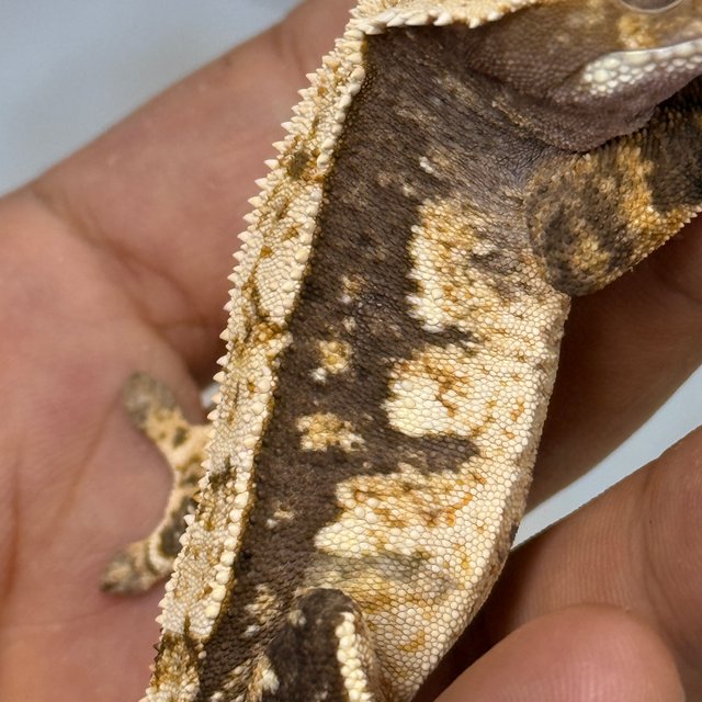 Normal 100% Het Axanthic