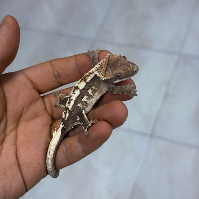 세이블 100%헷아잔틱