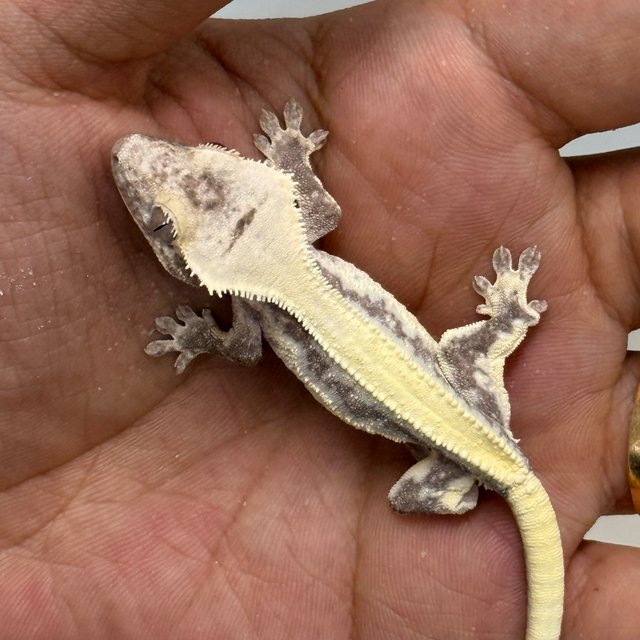 LW Sable Axanthic