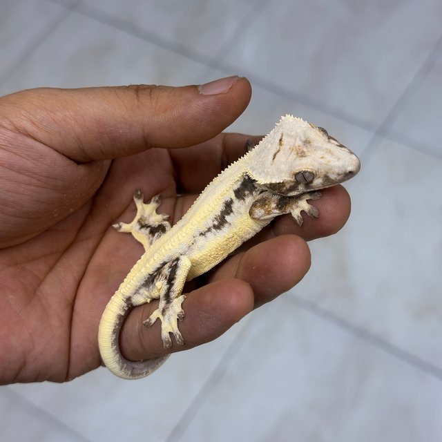LW Sable 100% Het Axanthic