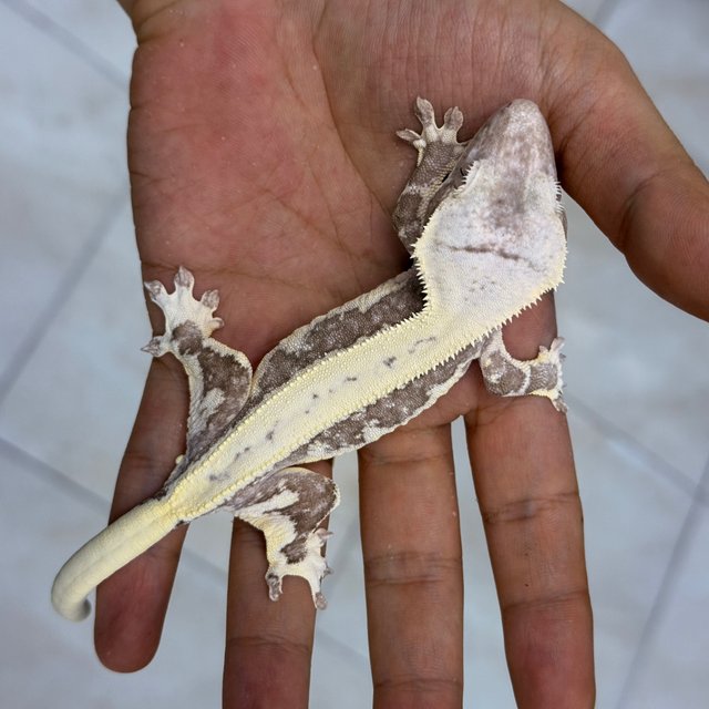 Lilly Axanthic