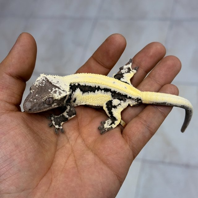 릴리 세이블 아잔틱