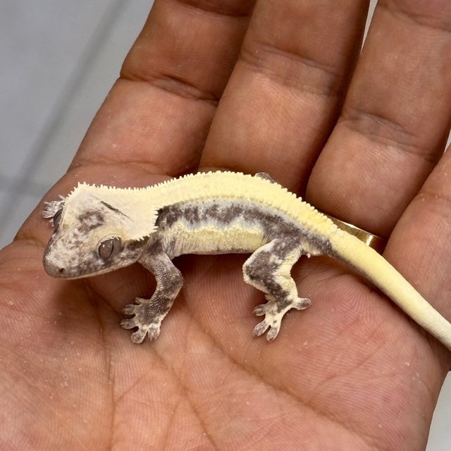 LW Sable Axanthic