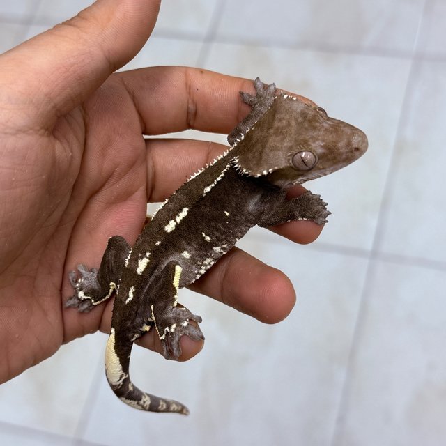 Axanthic