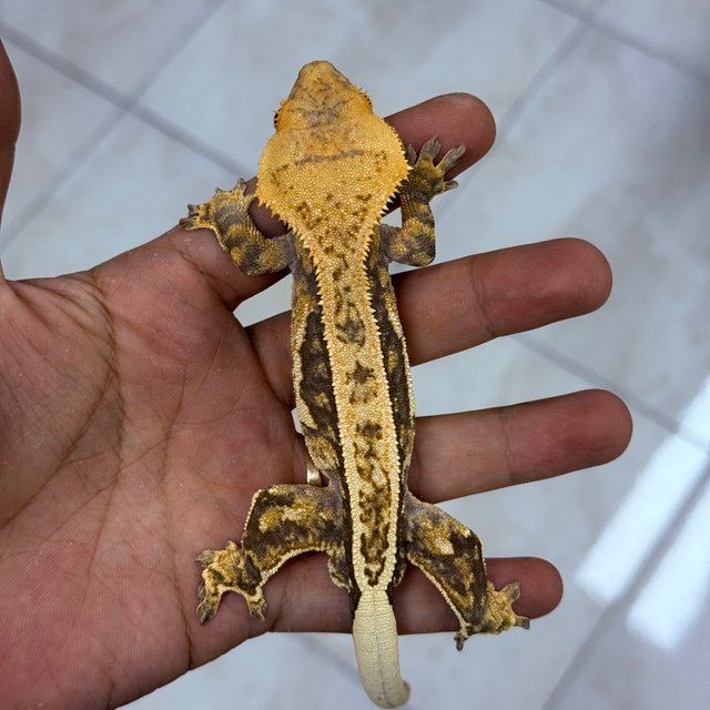 Normal 100% Het Axanthic