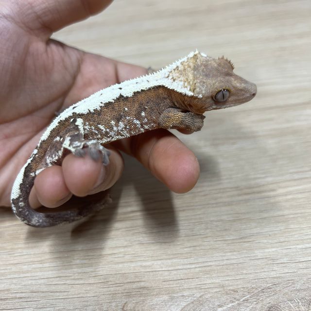 세이블