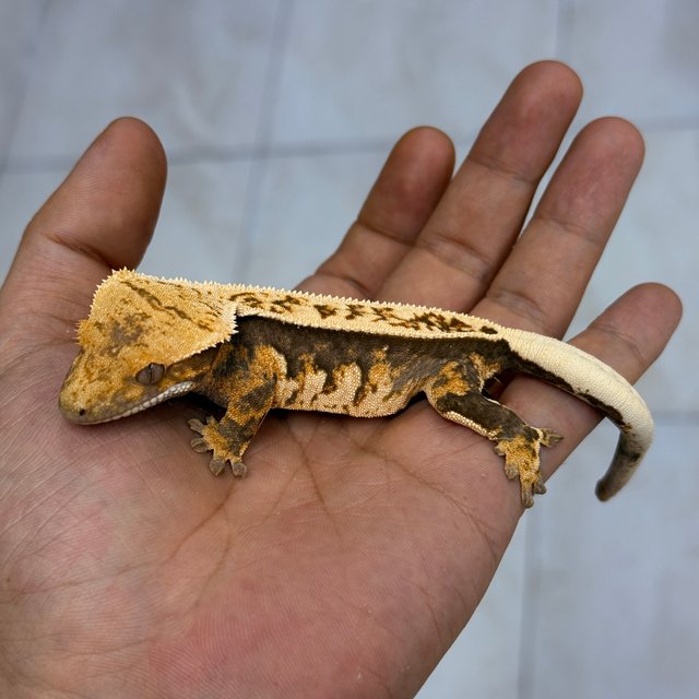 Normal 100% Het Axanthic