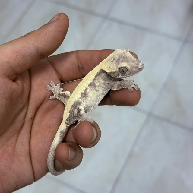 Super Sable LW 100% Het Axanthic