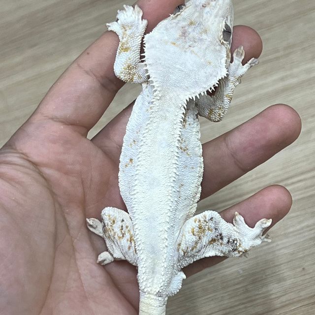 릴리화이트