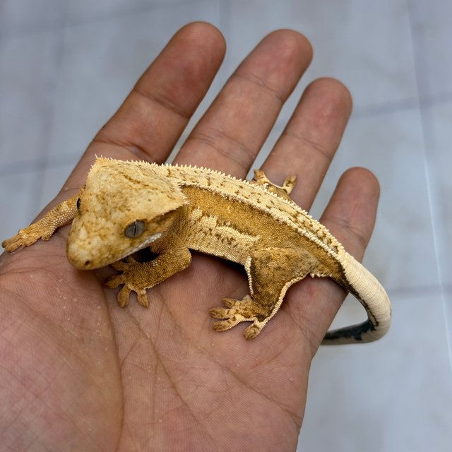 Normal 100% Het Axanthic