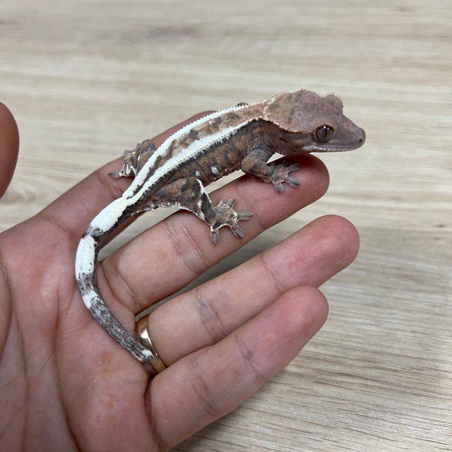 카푸치노