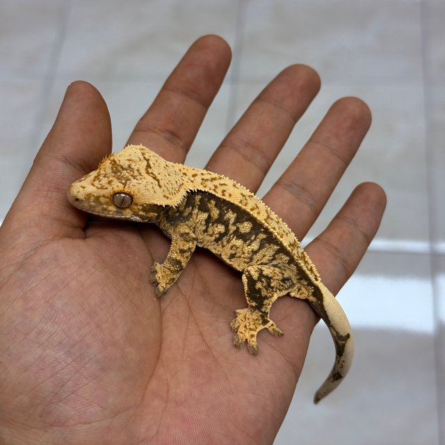 100% Het Axanthic Normal