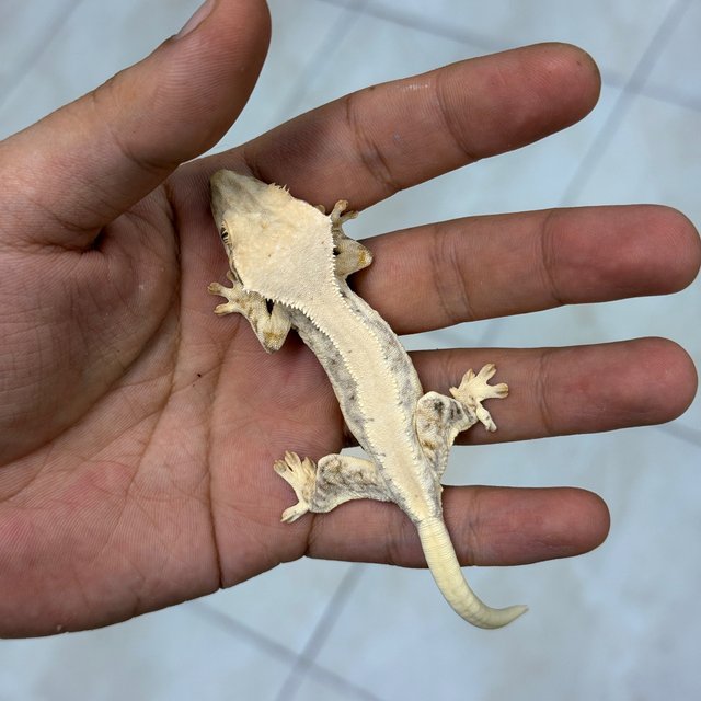 100% Het Chocho Lilly White