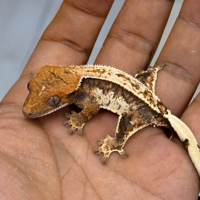 Cappuccino 100% Het Axanthic