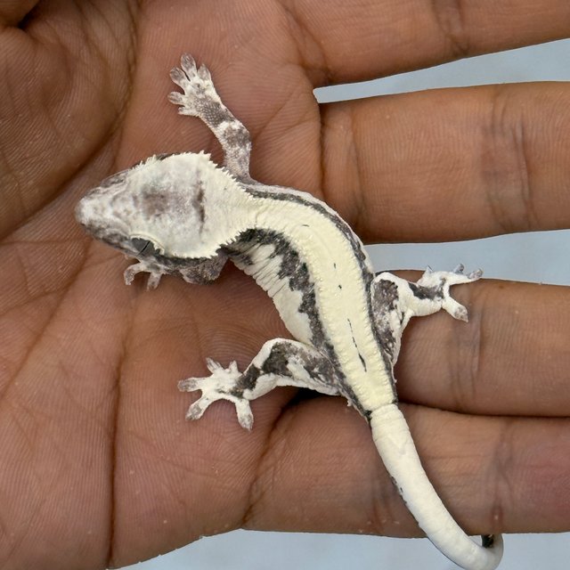 LW Sable Axanthic
