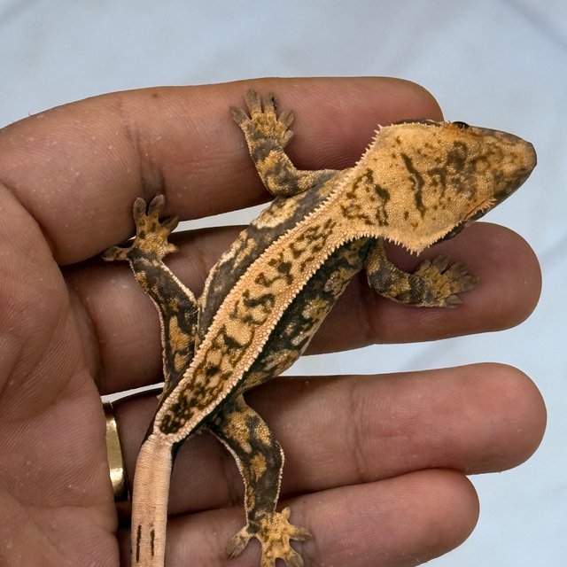 Normal 100% Het Axanthic