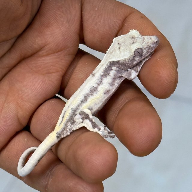 LW Sable Axanthic