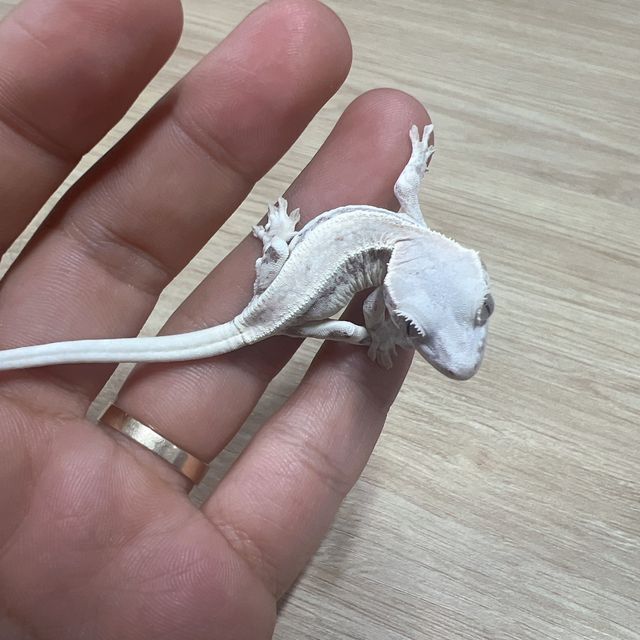 릴리화이트 카푸치노 프라푸치노