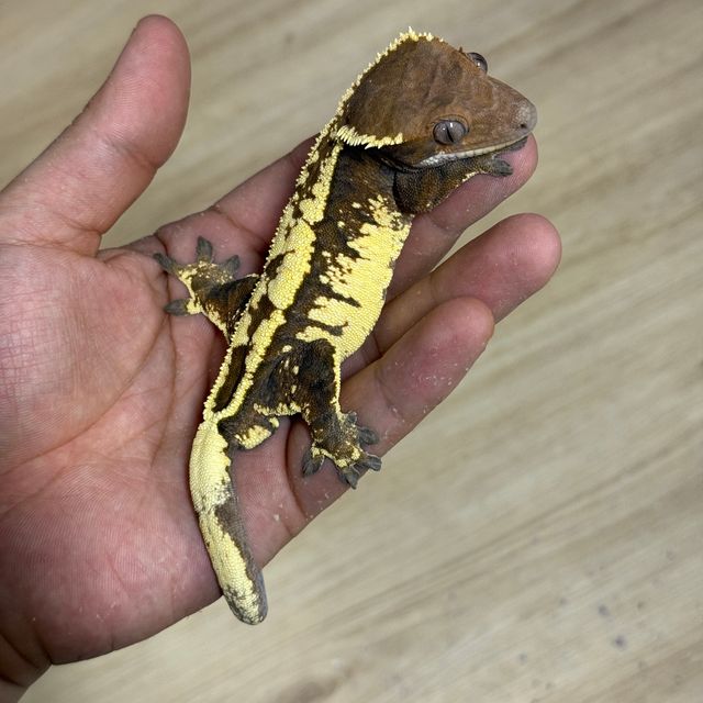 세이블