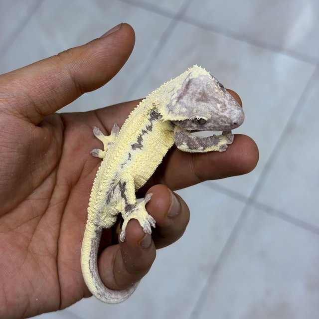 100% Het Axanthic LW Sable