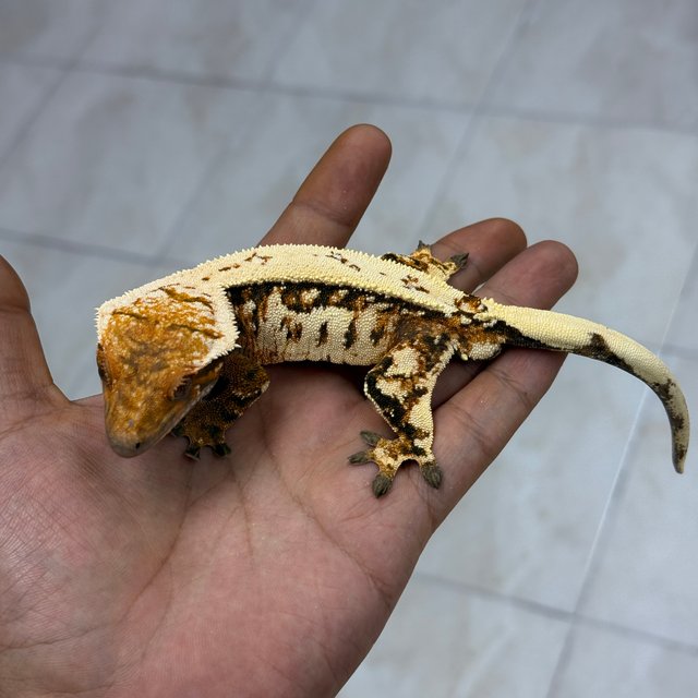 세이블