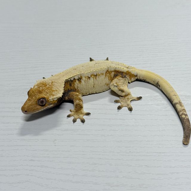 세이블