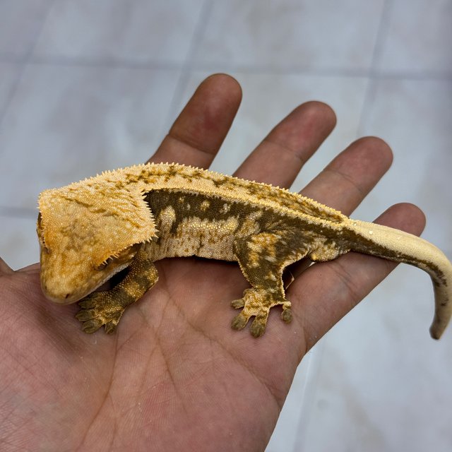Normal 100% Het Axanthic