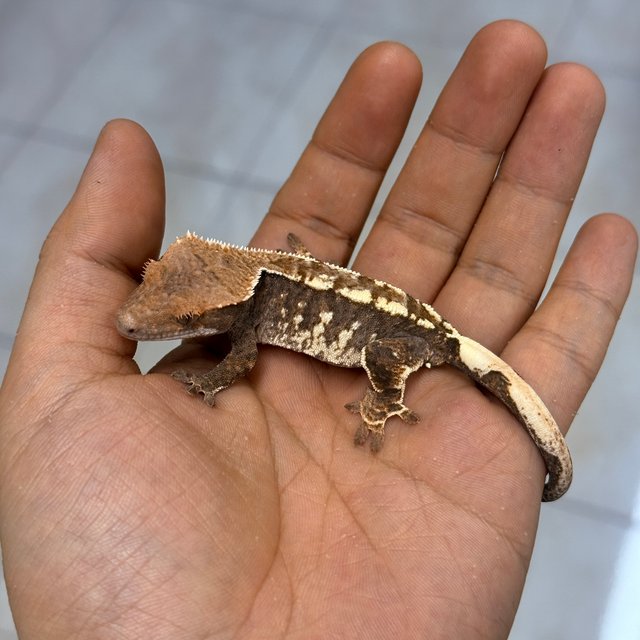100% Het Axanthic Cappuccino